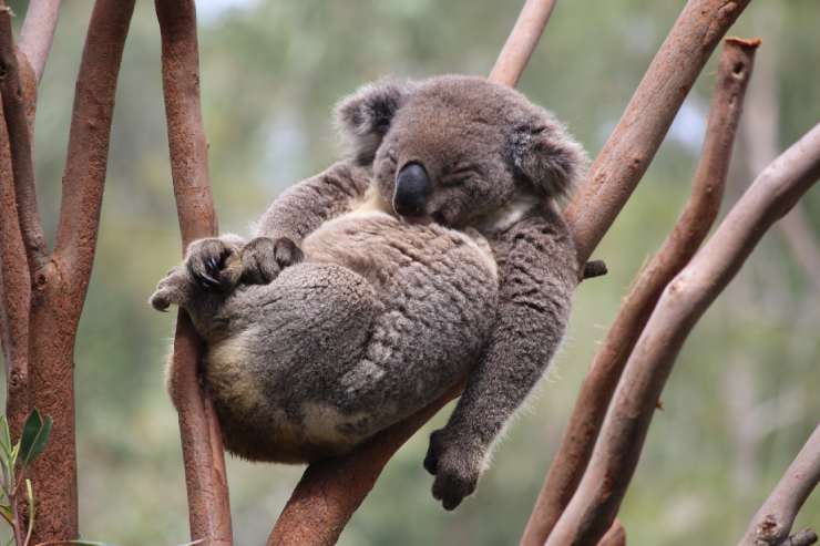  Why don't koalas categorize as bears? image
