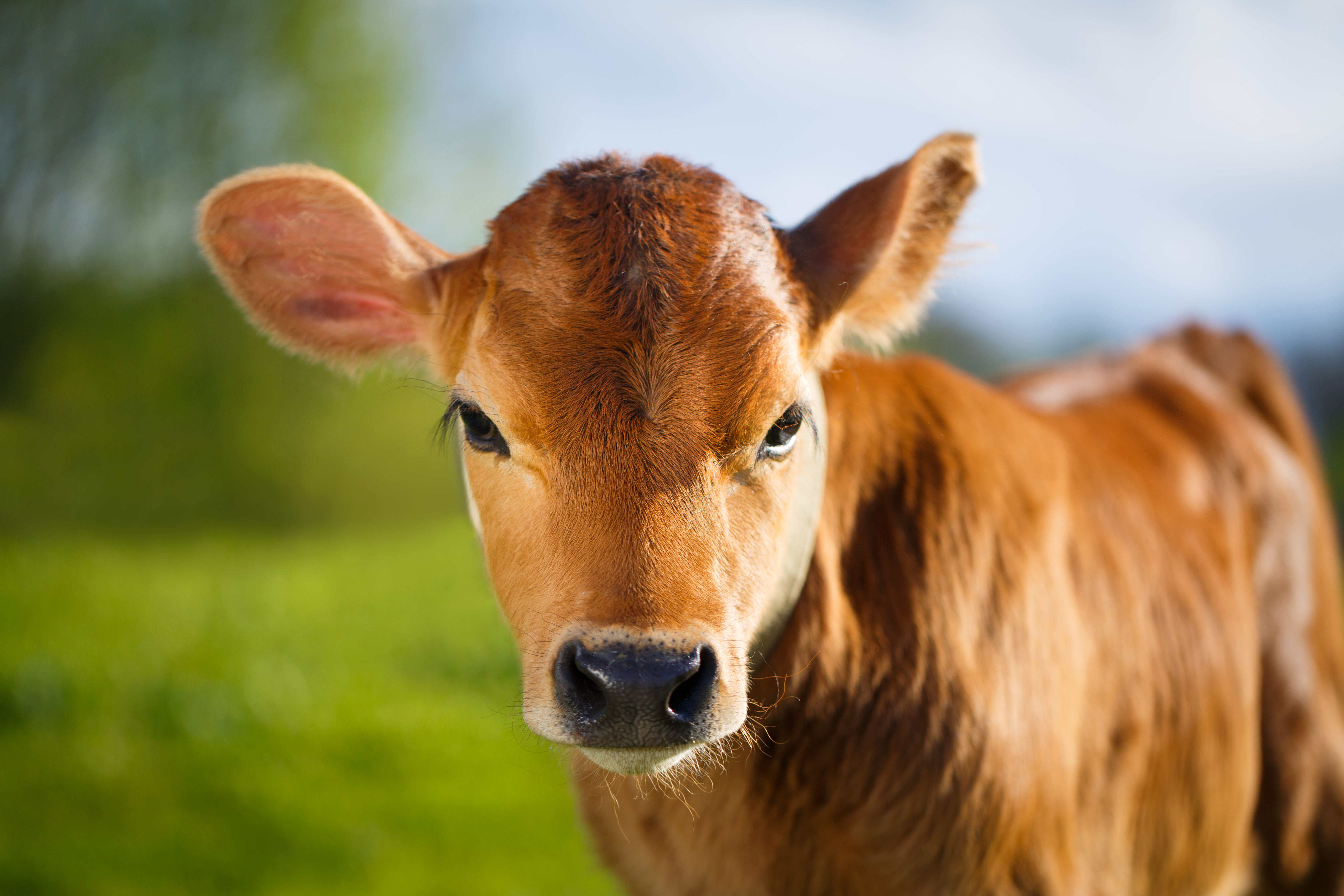 Why did the calf hate his school picture? image