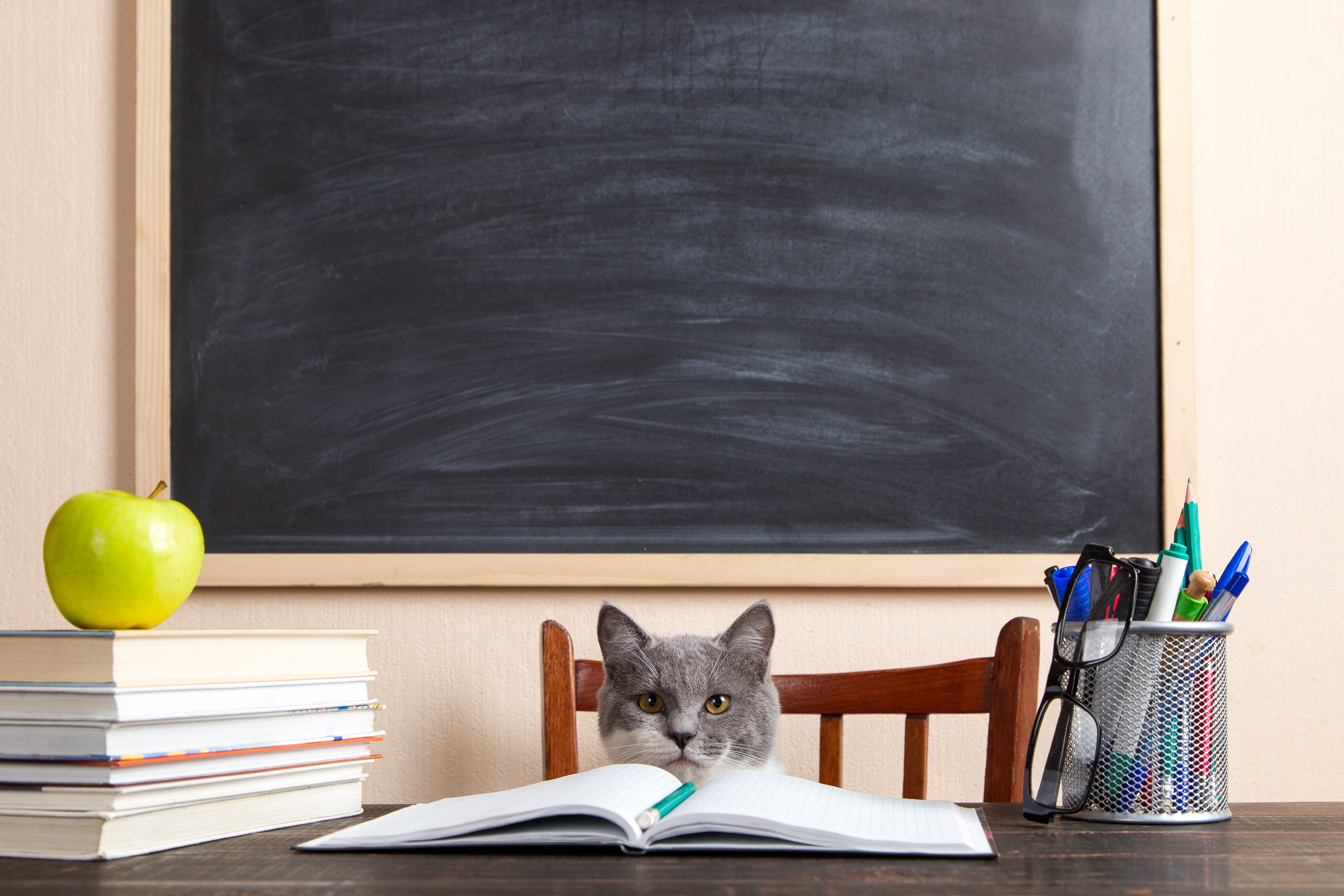 Where do kittens go to school? image