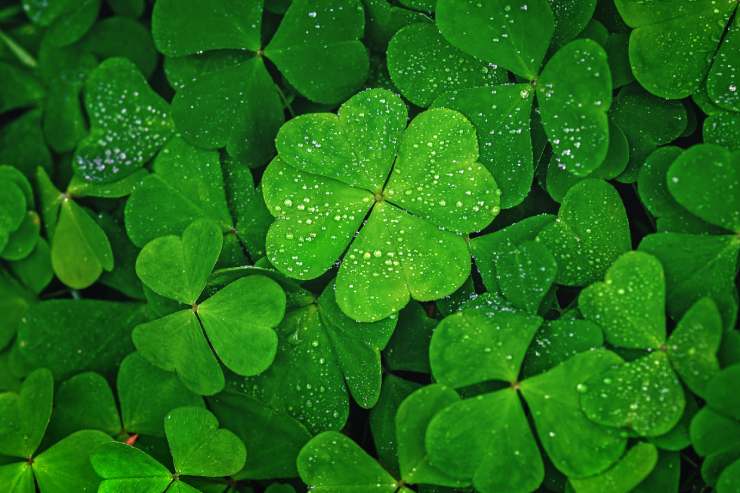 Why shouldn't you iron a four-leaf clover? image