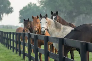 Why do horses make such good debt collectors? image
