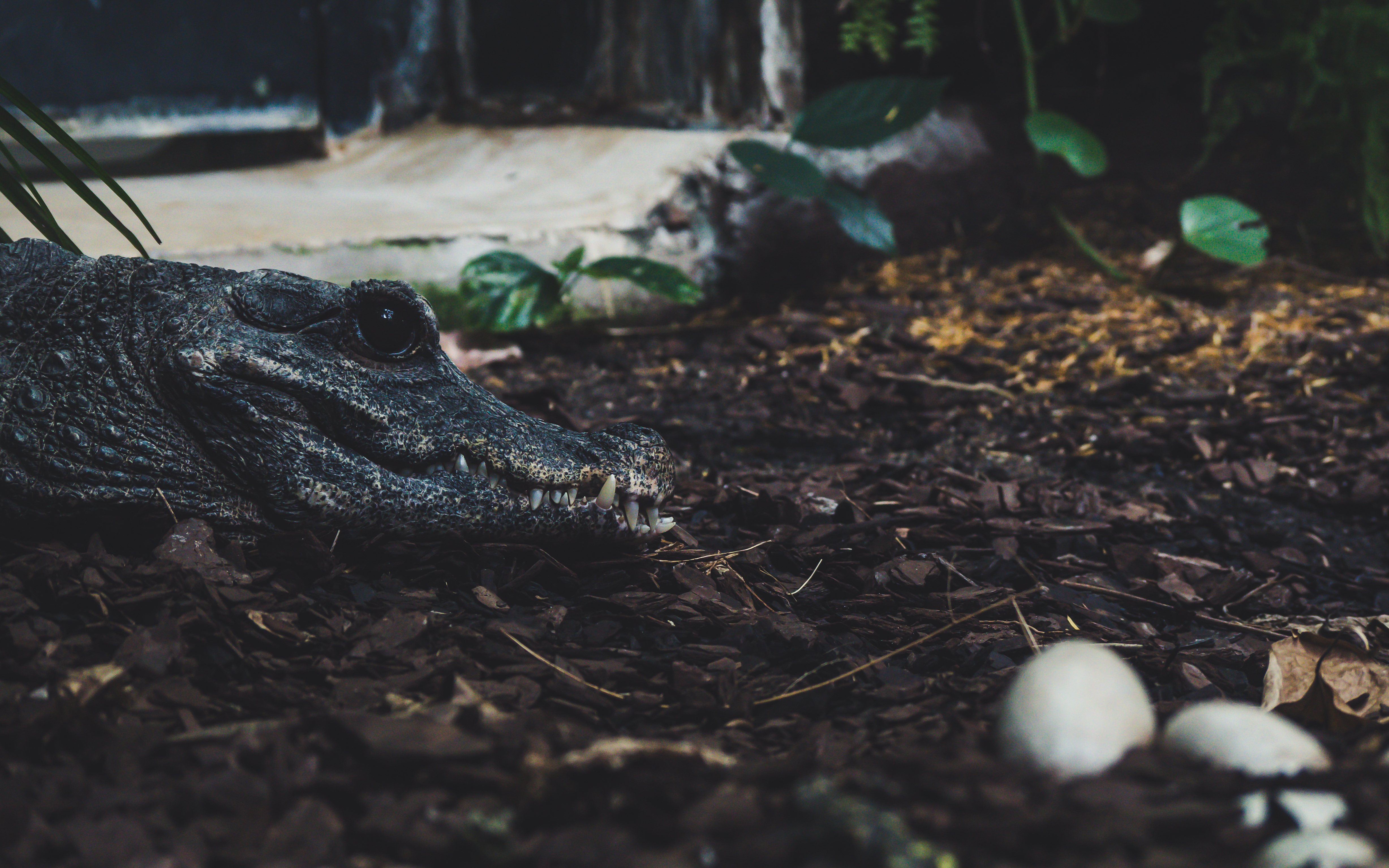 What do you call a thieving alligator? image