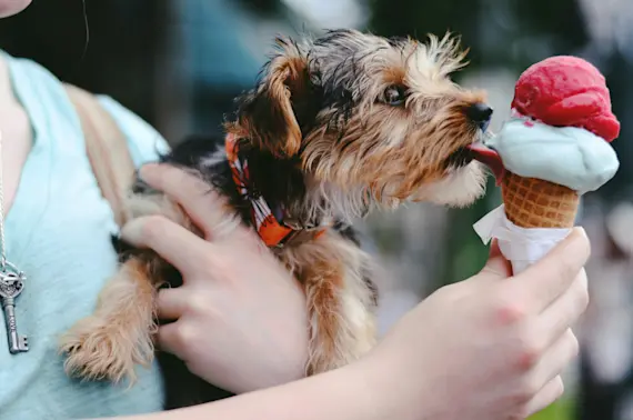 5 Food Dogs Should Never Eat -1