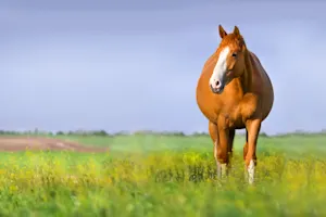 What did the mare say when her foal broke her favorite vase? image
