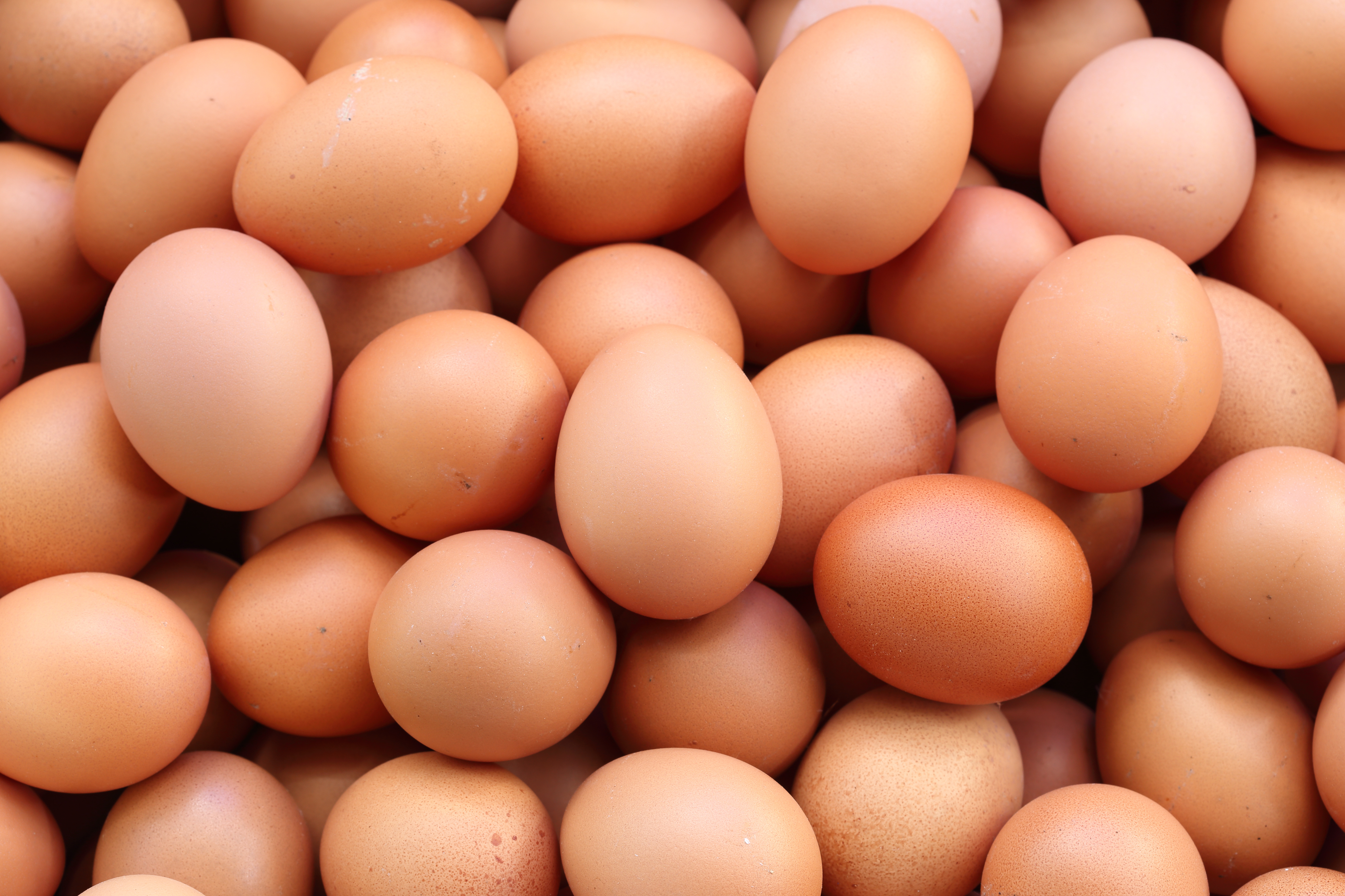 Where's the best place to learn about eggs? image
