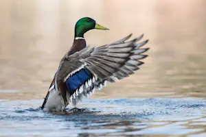 What do you call a sarcastic duck? image