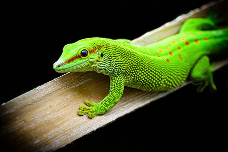  Why did the lizard go on a diet? image