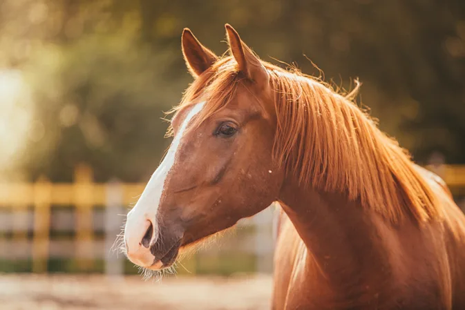 What did the teacher say when the horse walked into the class? image