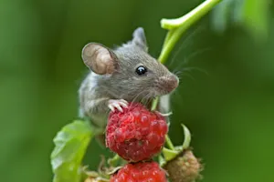 How does a mouse feel after taking a shower? image