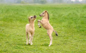 What sport do horses love to play? image