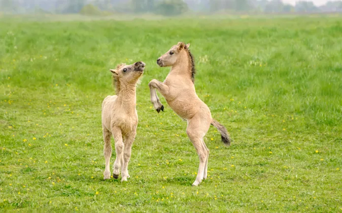 What sport do horses love to play? image