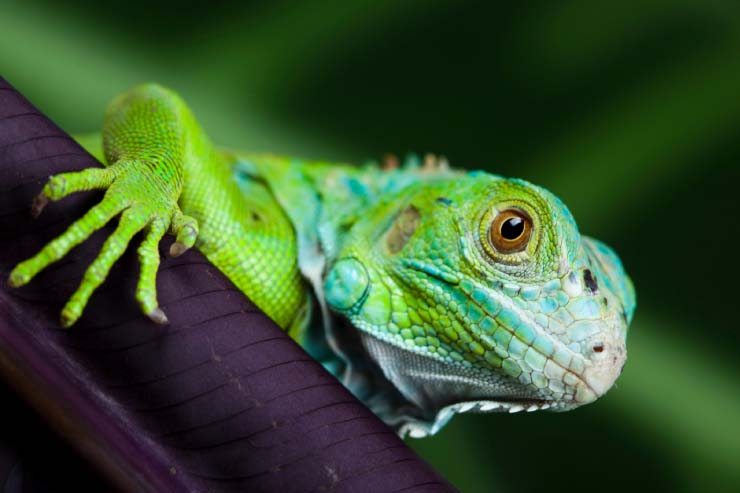  What's a lizard's favorite cookie? image