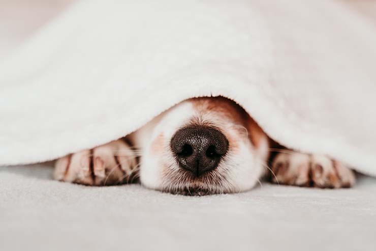  What do you call dogs that rarely bark? image