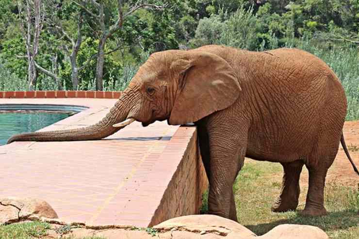  Why were the elephants thrown out of the swimming pool? image