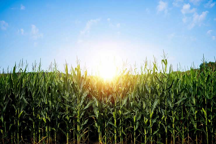  Why shouldn't you tell secrets in a cornfield? image