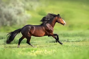 gallop