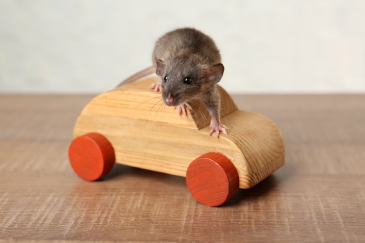  What car is the perfect size for mice? image