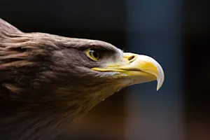 What's the most determined bird? image
