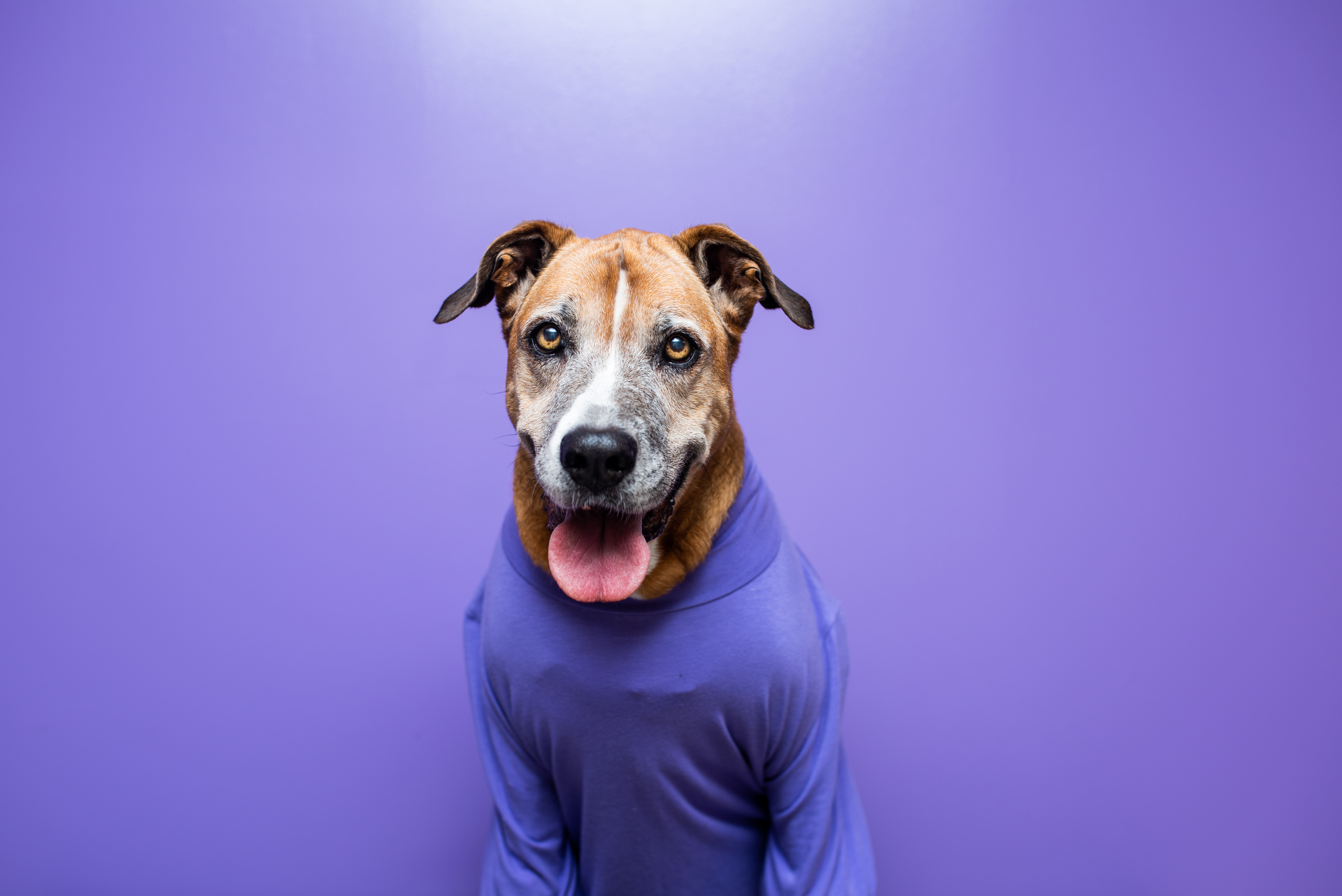What's a dog's least favorite kind of shirt? image