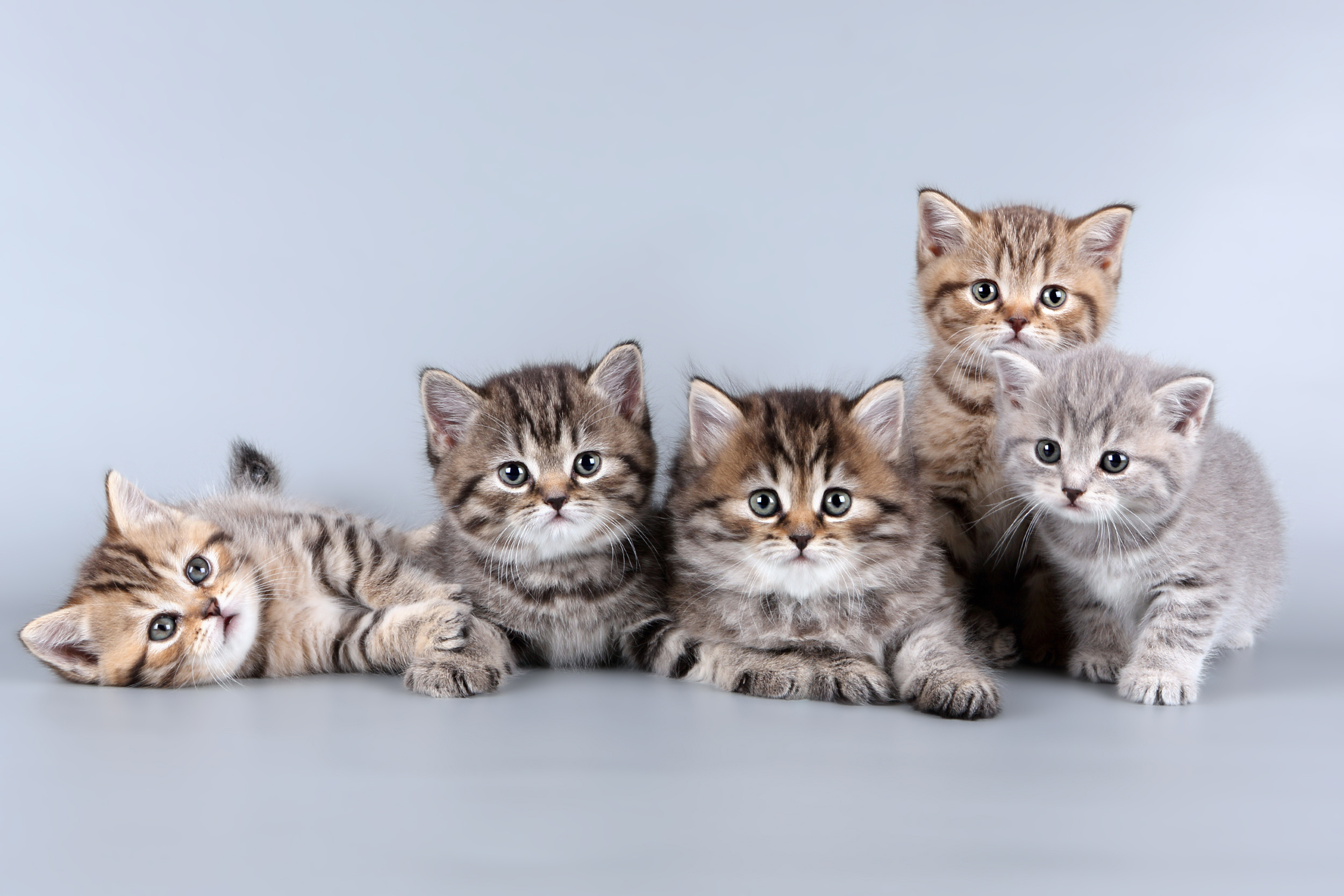 Where did the school kittens go for their field trip? image