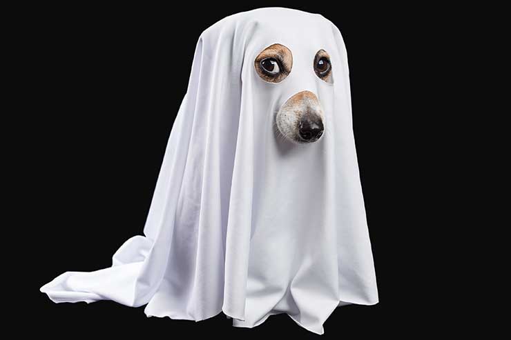  Why are ghosts such bad liars? image