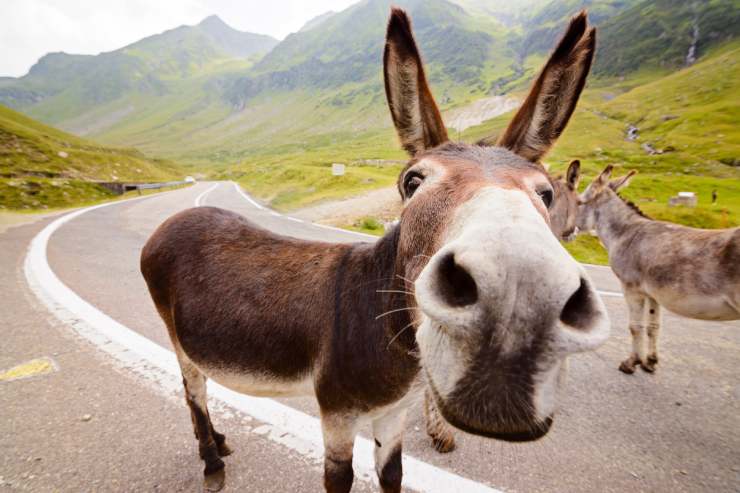  What do donkeys take to go to the store? image