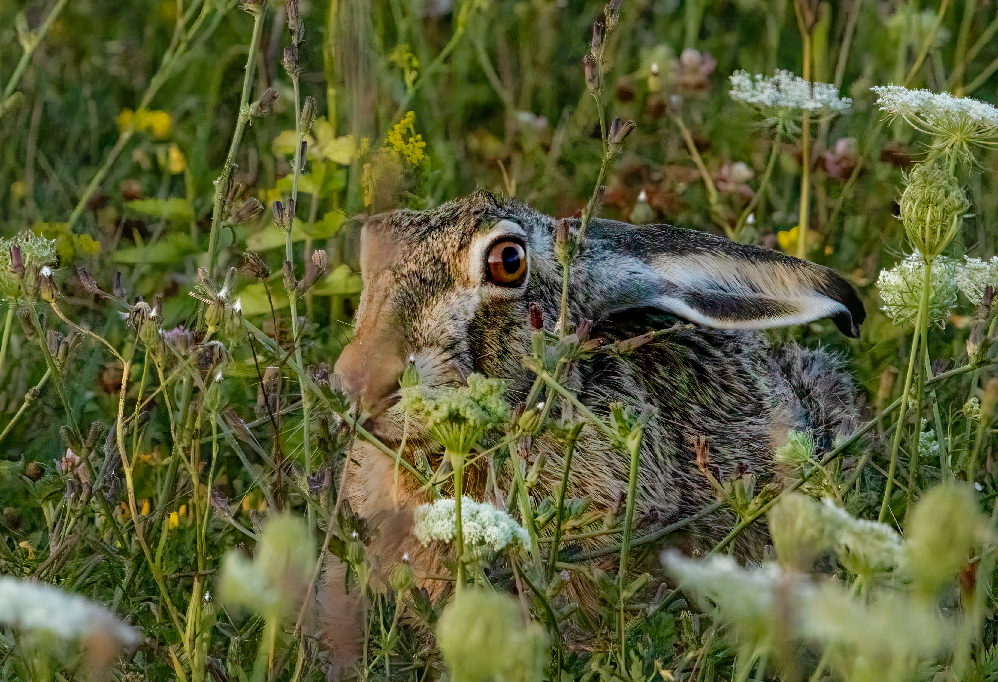 What do you get if you cross a frog with a rabbit? image