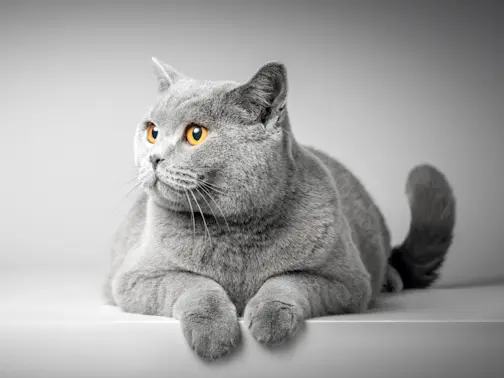 8 Surprising Facts About Cats-1