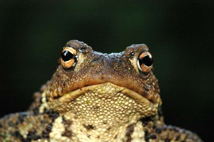  Why did the frog have a long face? image