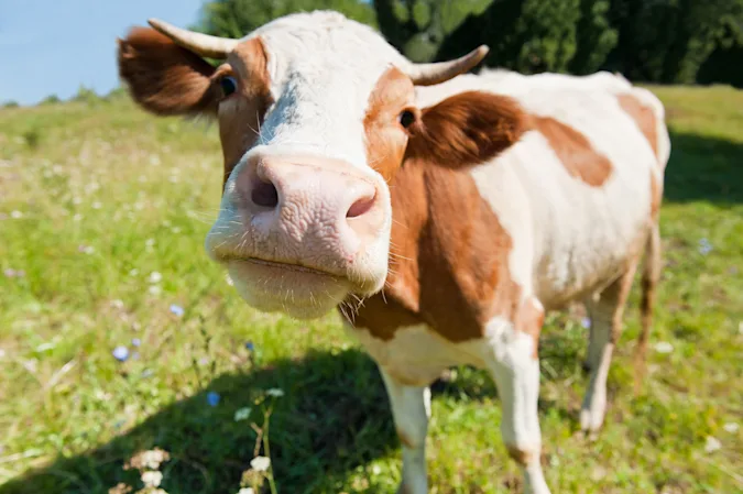 What do you call a cow who loves to work out? image
