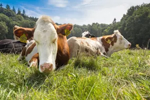 When do cows get tired? image