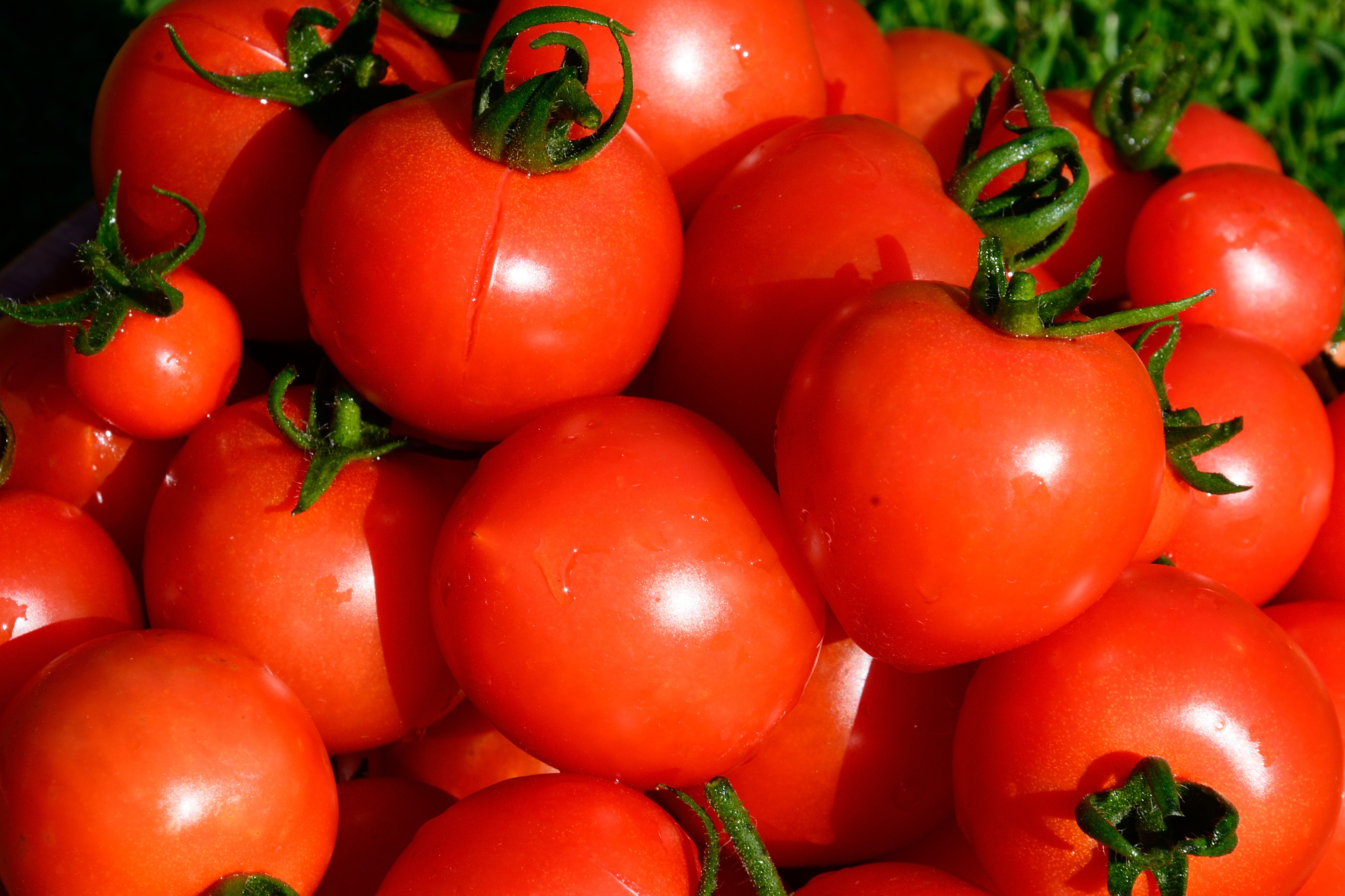 Why did the tomato turn red? image