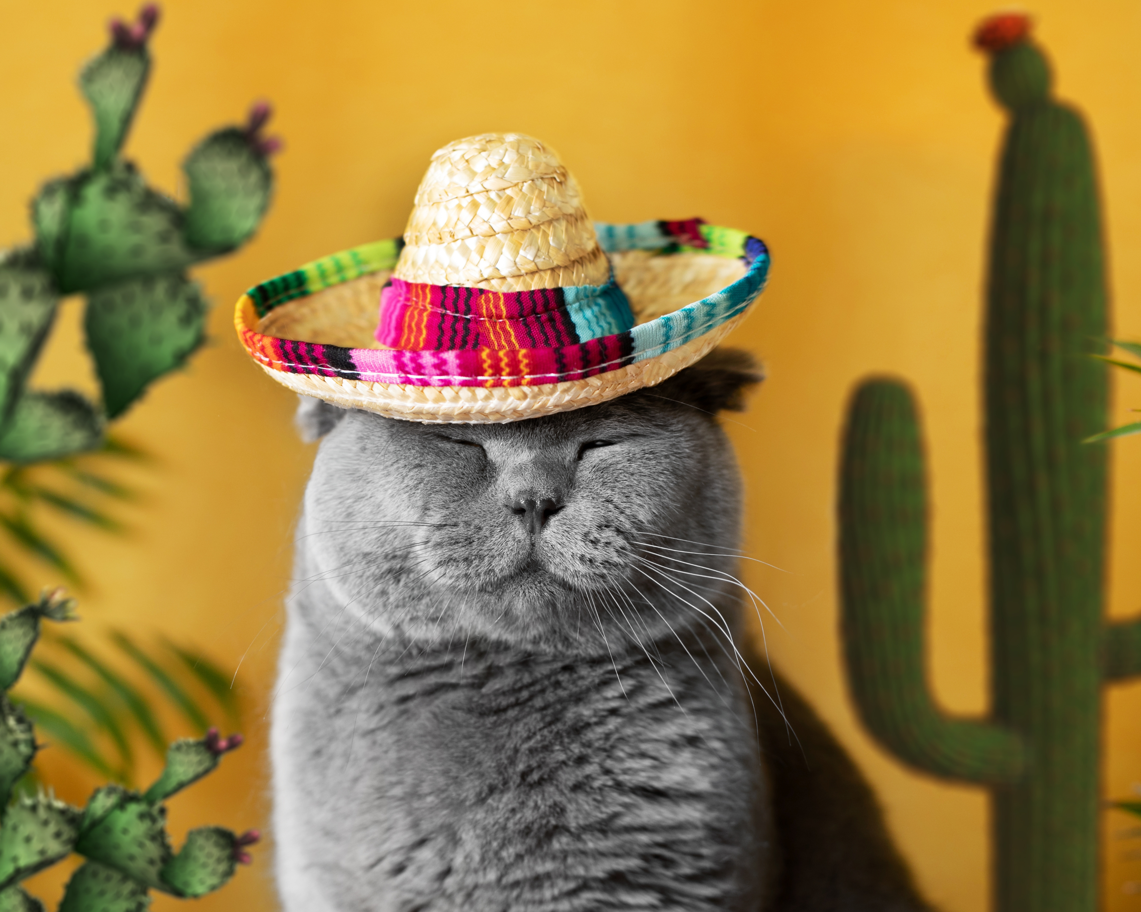 What's a cat's favorite type of Mexican food? image