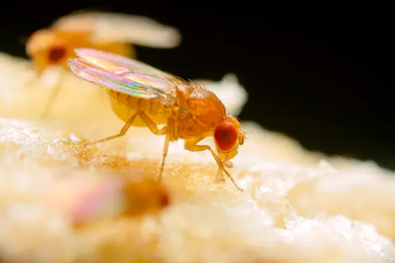 What Are Fruit Flies and How Do You Get Rid of Them?-1