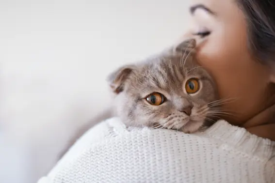 Is Your Cat Talking to You? Decode Your Pet's Body Language-1