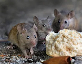 When do mice play every day?
