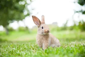 What's a rabbit's favorite restaurant? image