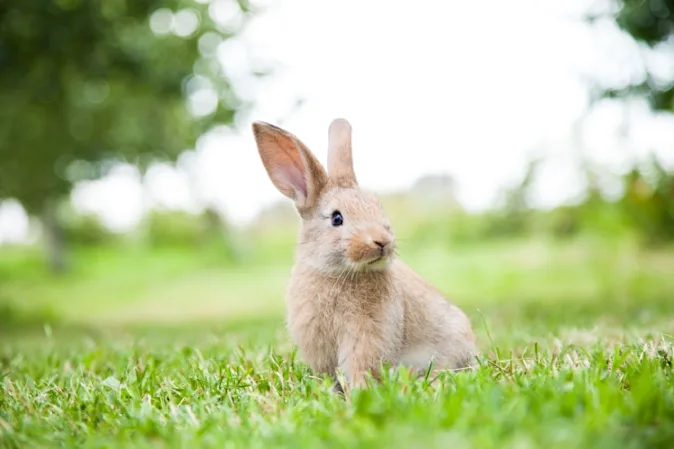 What's a rabbit's favorite restaurant? image