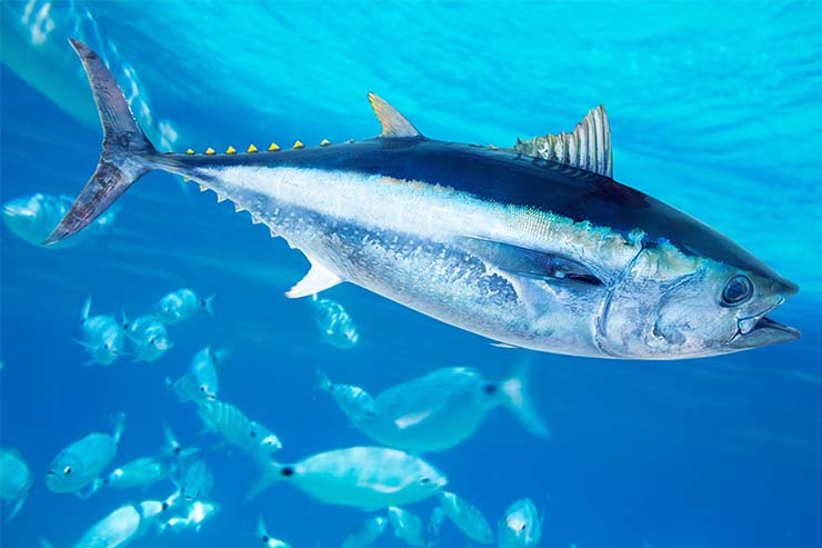  What fish loves to play in a band? image