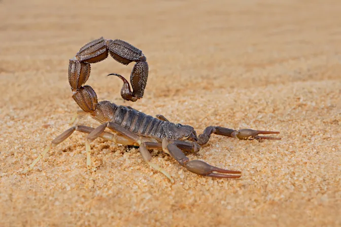 What Are the Most Dangerous Animals in the World?-5