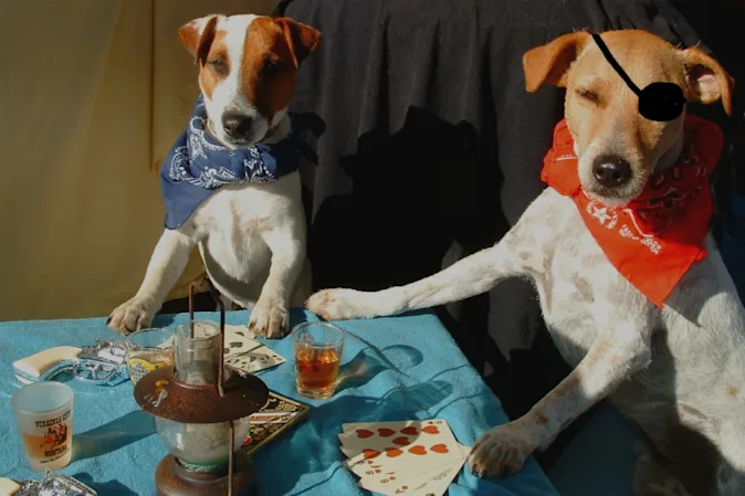What animal should you never play poker with? image