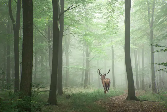 Nature’s 8 Deadliest Mammals-1