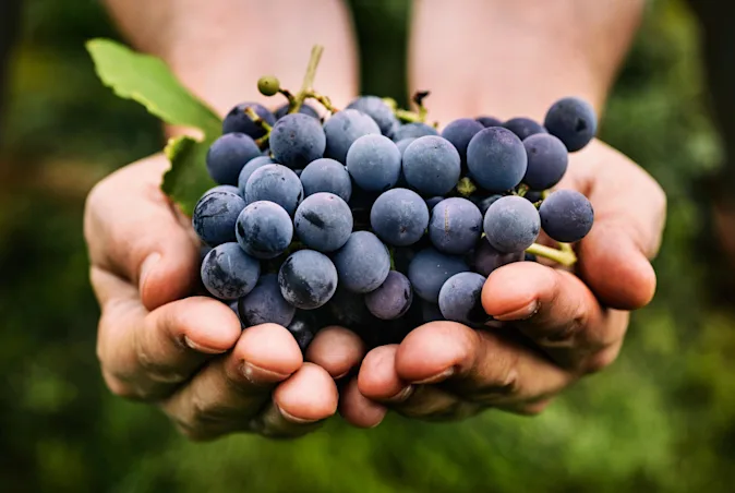 What do grapes sing at Christmas? image