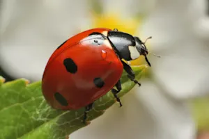 Which bug is related to you? image