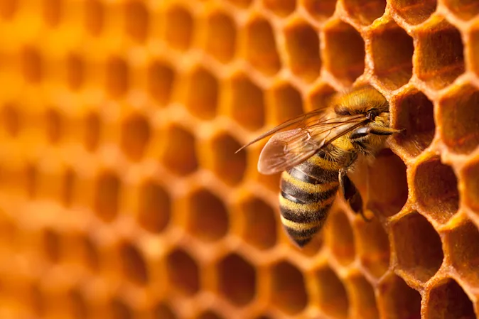Who is a bee's favorite composer? image