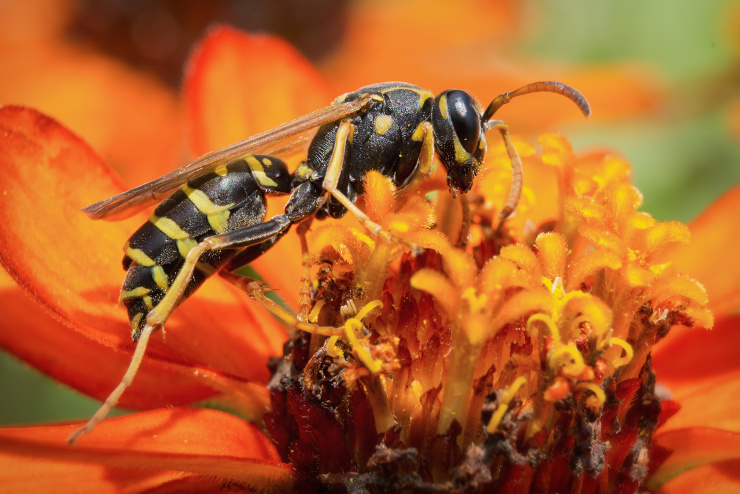  What did the wasp do when he got hot? image
