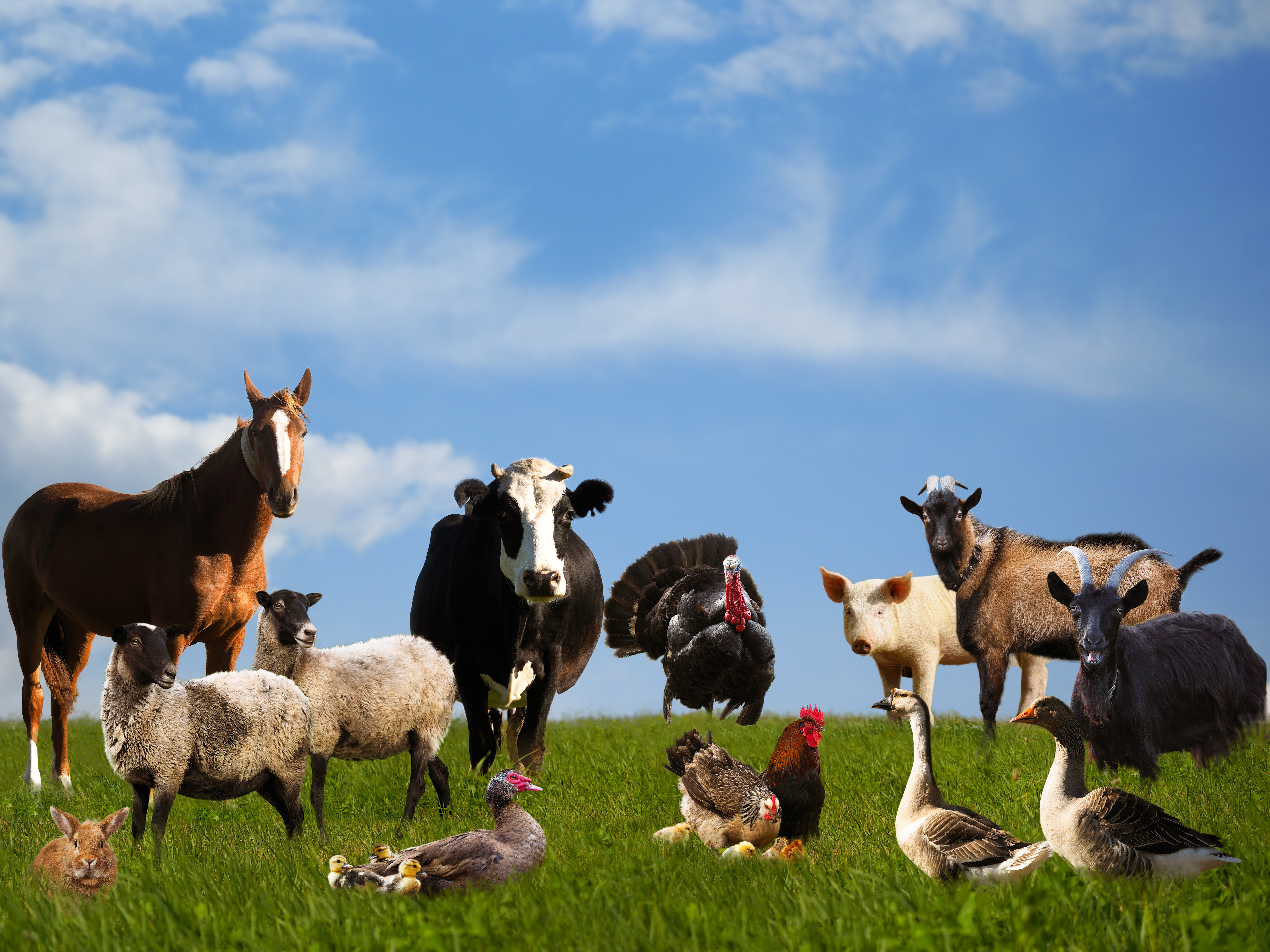 What did the goat, cow, duck, and pig call each other? image