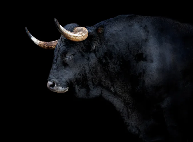 What did the baby bull grow up to be? image