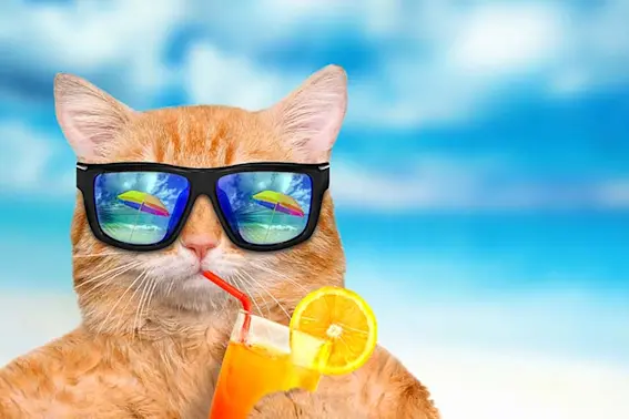 Where do cats go on vacation