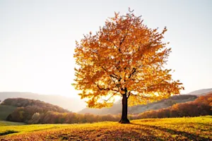 What did the tree say to its branches in Autumn? image